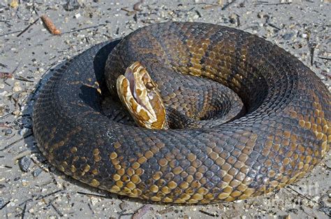 florida water snake pictures|florida water moccasin snake pictures.